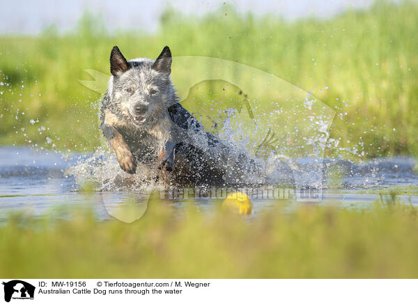 Australian Cattle Dog rennt durchs Wasser / Australian Cattle Dog runs through the water / MW-19156