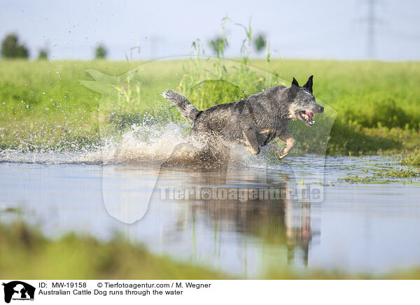 Australian Cattle Dog rennt durchs Wasser / Australian Cattle Dog runs through the water / MW-19158