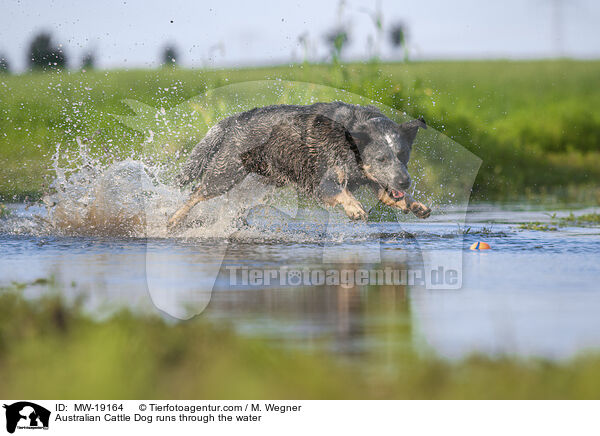 Australian Cattle Dog rennt durchs Wasser / Australian Cattle Dog runs through the water / MW-19164