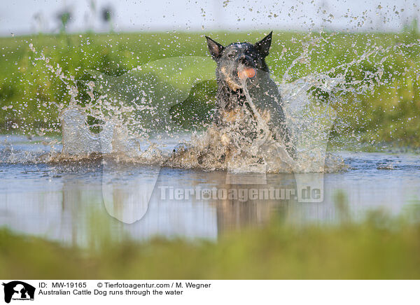 Australian Cattle Dog rennt durchs Wasser / Australian Cattle Dog runs through the water / MW-19165