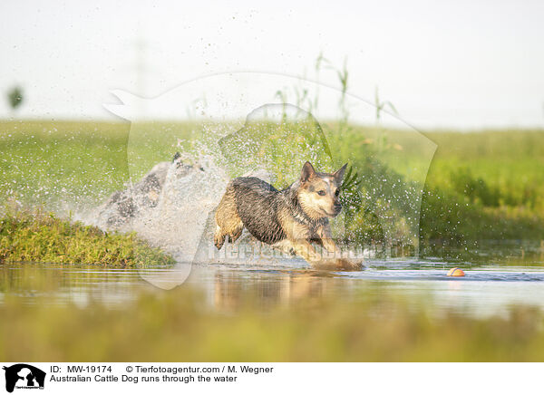 Australian Cattle Dog rennt durchs Wasser / Australian Cattle Dog runs through the water / MW-19174