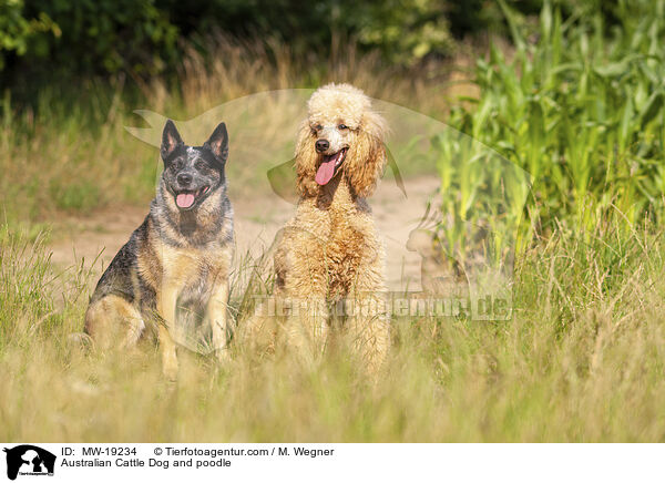 Australian Cattle Dog und Pudel / Australian Cattle Dog and poodle / MW-19234
