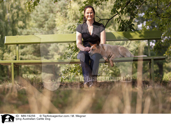 liegender Australian Cattle Dog / lying Australian Cattle Dog / MW-19256