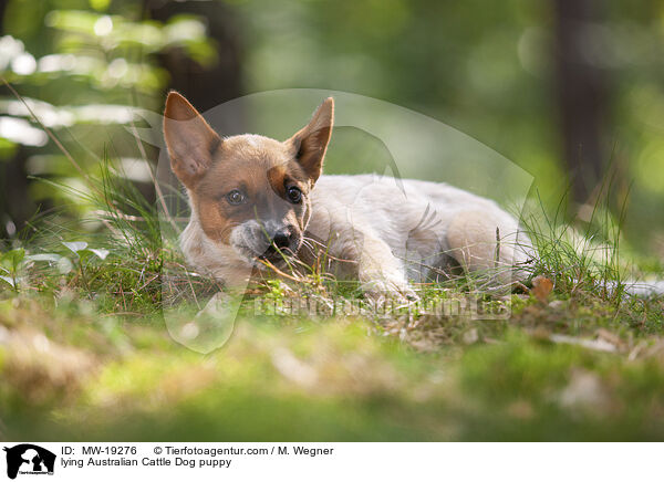 liegender Australian Cattle Dog Welpe / lying Australian Cattle Dog puppy / MW-19276