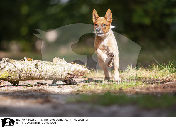 rennender Australian Cattle Dog / running Australian Cattle Dog / MW-19280