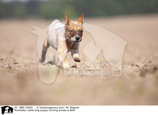 Australian Cattle Dog Welpe rennt ber ein Feld / Australian cattle dog puppy running across a field / MW-19284