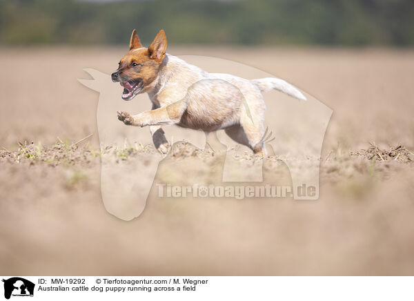 Australian Cattle Dog Welpe rennt ber ein Feld / Australian cattle dog puppy running across a field / MW-19292