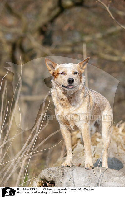 Australian Cattle Dog auf Baumstamm / Australian cattle dog on tree trunk / MW-19376