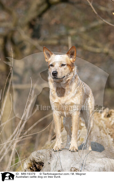 Australian Cattle Dog auf Baumstamm / Australian cattle dog on tree trunk / MW-19379