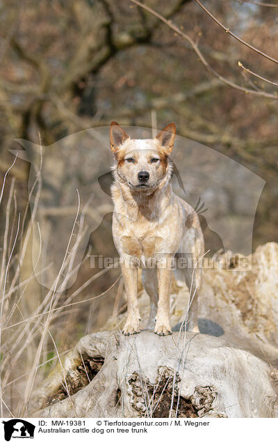 Australian Cattle Dog auf Baumstamm / Australian cattle dog on tree trunk / MW-19381