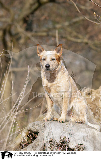 Australian Cattle Dog auf Baumstamm / Australian cattle dog on tree trunk / MW-19382