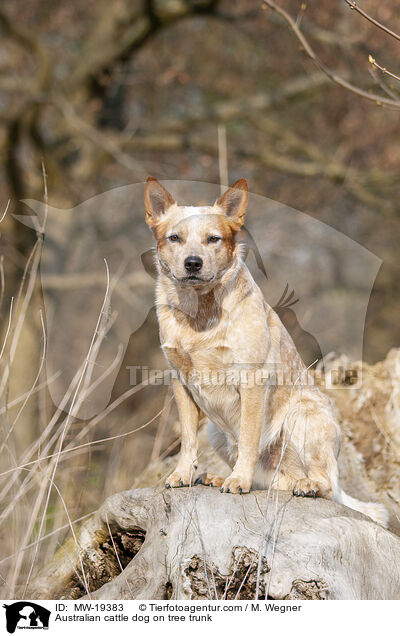 Australian Cattle Dog auf Baumstamm / Australian cattle dog on tree trunk / MW-19383