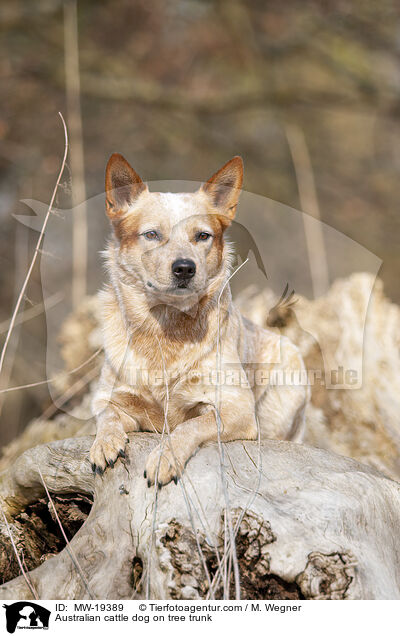 Australian Cattle Dog auf Baumstamm / Australian cattle dog on tree trunk / MW-19389