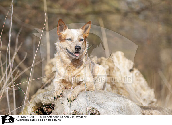 Australian Cattle Dog auf Baumstamm / Australian cattle dog on tree trunk / MW-19390