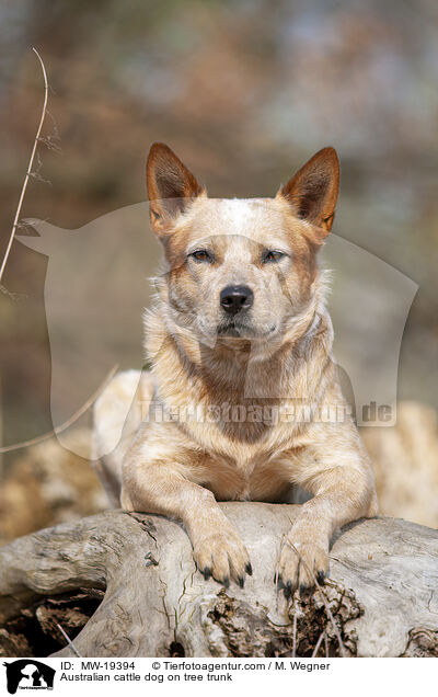 Australian Cattle Dog auf Baumstamm / Australian cattle dog on tree trunk / MW-19394