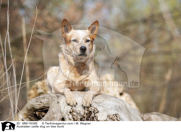 Australian Cattle Dog auf Baumstamm / Australian cattle dog on tree trunk / MW-19396