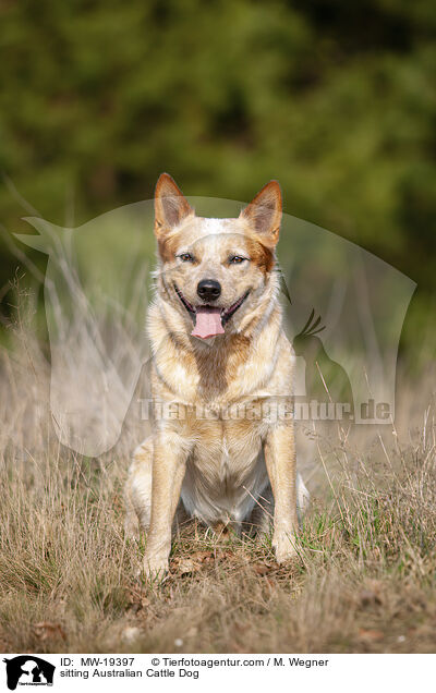 sitzender Australian Cattle Dog / sitting Australian Cattle Dog / MW-19397