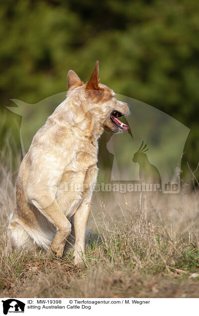 sitzender Australian Cattle Dog / sitting Australian Cattle Dog / MW-19398