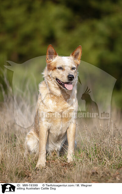 sitzender Australian Cattle Dog / sitting Australian Cattle Dog / MW-19399