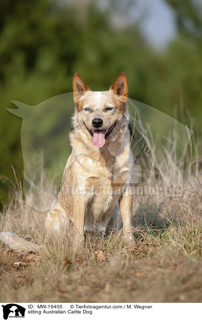 sitzender Australian Cattle Dog / sitting Australian Cattle Dog / MW-19400