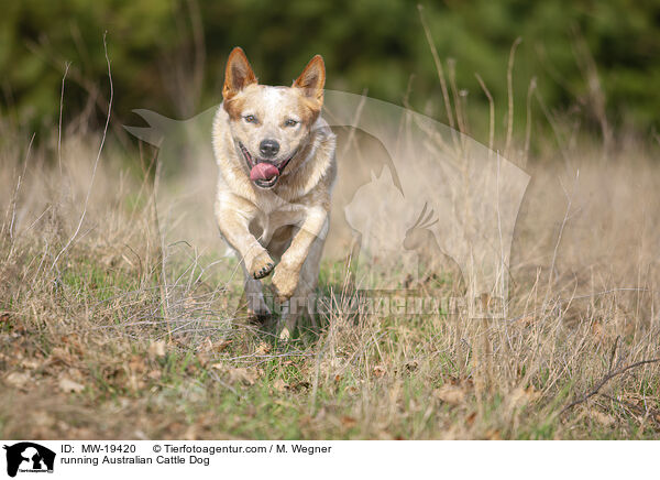rennender Australian Cattle Dog / running Australian Cattle Dog / MW-19420