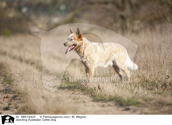 stehender Australian Cattle Dog / standing Australian Cattle Dog / MW-19424