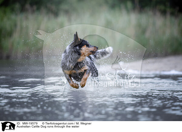 Australian Cattle Dog rennt durchs Wasser / Australian Cattle Dog runs through the water / MW-19579