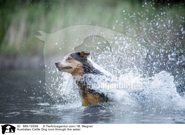 Australian Cattle Dog rennt durchs Wasser / Australian Cattle Dog runs through the water / MW-19599