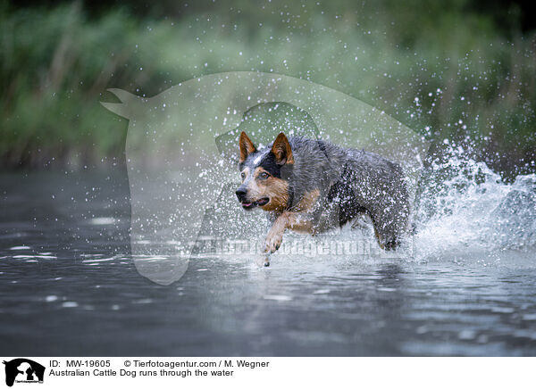 Australian Cattle Dog rennt durchs Wasser / Australian Cattle Dog runs through the water / MW-19605