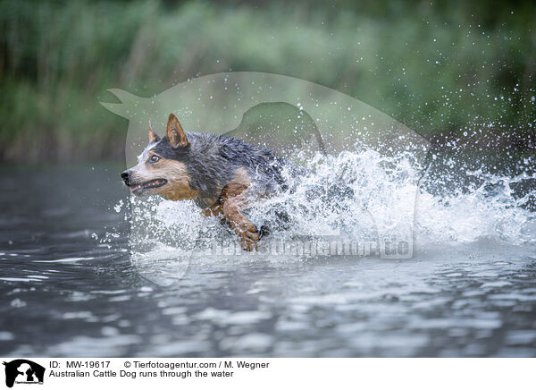 Australian Cattle Dog rennt durchs Wasser / Australian Cattle Dog runs through the water / MW-19617