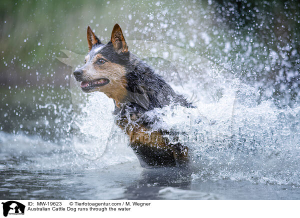 Australian Cattle Dog rennt durchs Wasser / Australian Cattle Dog runs through the water / MW-19623