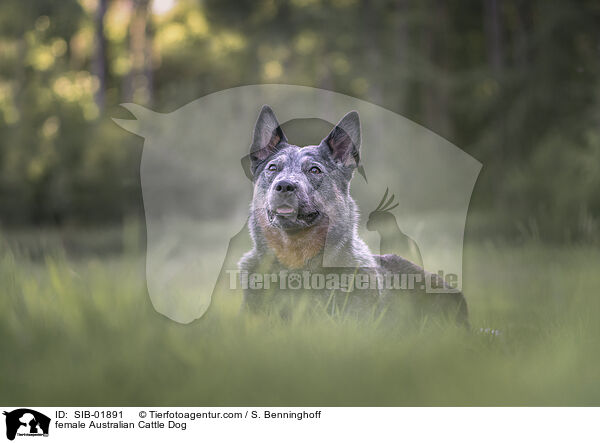Australian Cattle Dog Hndin / female Australian Cattle Dog / SIB-01891