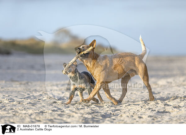 2 Australian Cattle Dogs / 2 Australian Cattle Dogs / MAB-01878