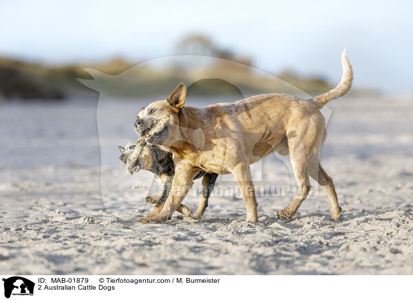 2 Australian Cattle Dogs / 2 Australian Cattle Dogs / MAB-01879