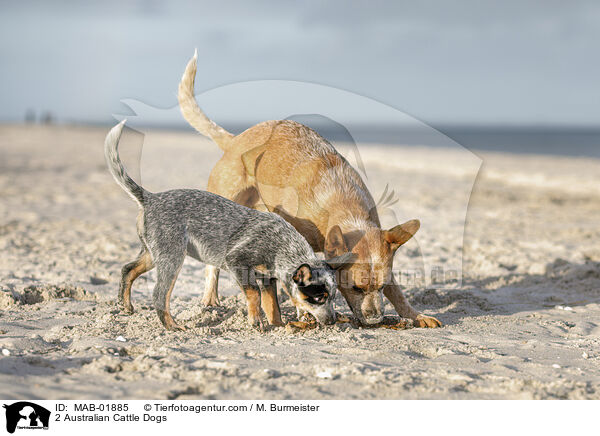 2 Australian Cattle Dogs / 2 Australian Cattle Dogs / MAB-01885