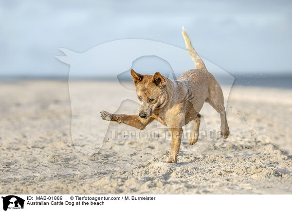 Australian Cattle Dog am Strand / Australian Cattle Dog at the beach / MAB-01889