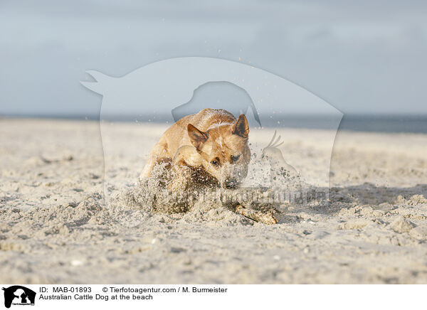 Australian Cattle Dog am Strand / Australian Cattle Dog at the beach / MAB-01893