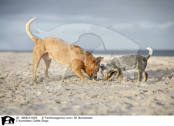 2 Australian Cattle Dogs / 2 Australian Cattle Dogs / MAB-01894