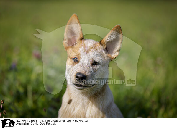 Australian Cattle Dog Portrait / Australian Cattle Dog Portrait / RR-103958