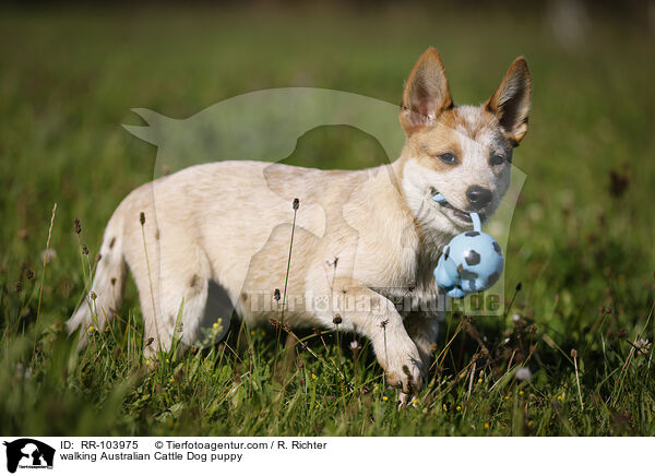 laufender Australian Cattle Dog Welpe / walking Australian Cattle Dog puppy / RR-103975