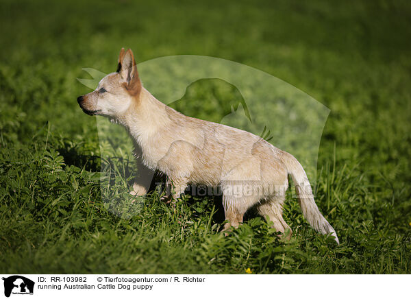 rennender Australian Cattle Dog Welpe / running Australian Cattle Dog puppy / RR-103982