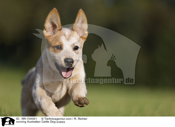 rennender Australian Cattle Dog Welpe / running Australian Cattle Dog puppy / RR-104061