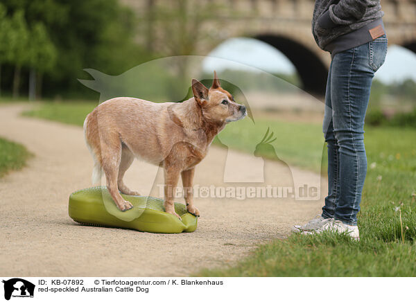 red-speckled Australian Cattle Dog / red-speckled Australian Cattle Dog / KB-07892