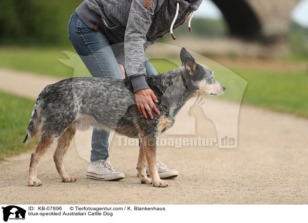 blue-speckled Australian Cattle Dog / blue-speckled Australian Cattle Dog / KB-07896