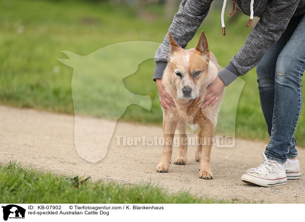 red-speckled Australian Cattle Dog / KB-07902