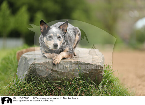 blue-speckled Australian Cattle Dog / blue-speckled Australian Cattle Dog / KB-07906