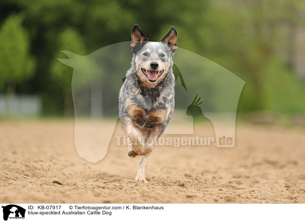 blue-speckled Australian Cattle Dog / blue-speckled Australian Cattle Dog / KB-07917