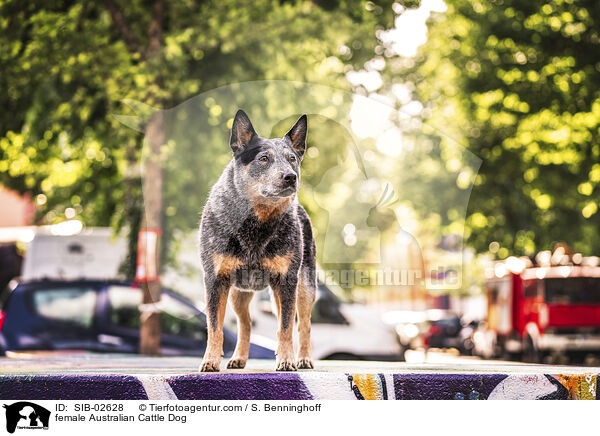 female Australian Cattle Dog / SIB-02628