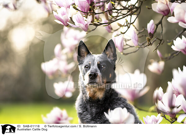 Australian Cattle Dog / Australian Cattle Dog / SAB-01118