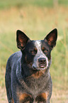 Australian Cattle Dog Portrait